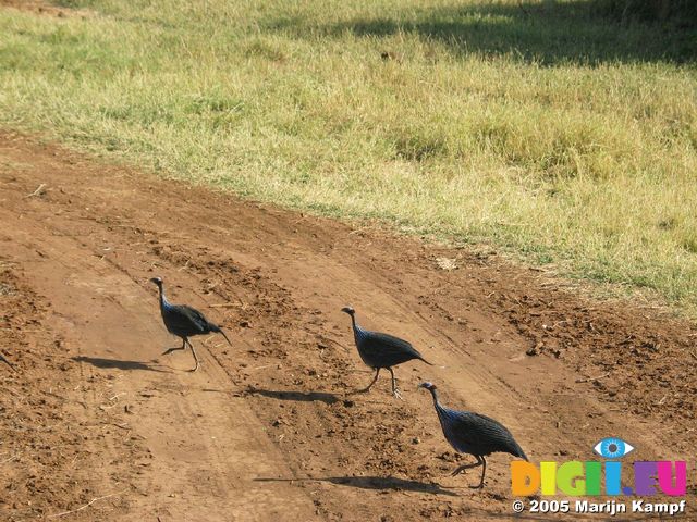 14241 Guinea fowl crossing the road